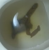 shit