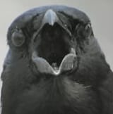 Thread image