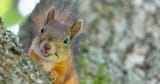 Squirrel-1064x557