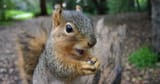 What-Attracts-Squirrels-to-Your-Durham-Home-and-How-to-Eliminate-These-Factors-scaled