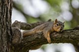 Squirrel-on-branch_jpg_1000_666