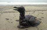 oilbird