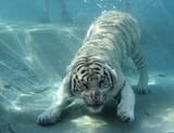cat.clean.......