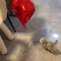 CAT (HEARTS BALLOON)_thumb.jpg