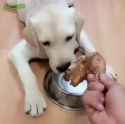 DOG.MOM.knows.best......._thumb.jpg