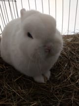 bunnymad