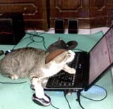 cat with hat