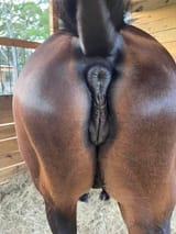12302 - anus brown closeup mare raised_tail vulva