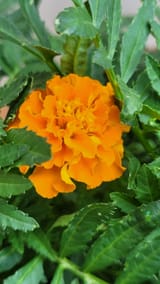 marigoldfirstflower