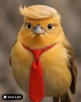 Yellow bellied