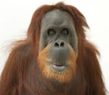 orangutans_01