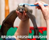 bats brushie brushie brushie them