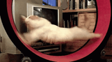 speed cat