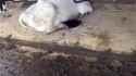 Milk Thief Kot (no audio) (2MB)_thumb.jpg