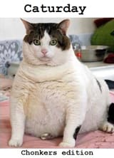 caturday chonker
