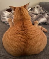 what an ass