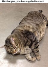 Hamburgerz, you haz supplied to much