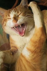 cat laugh