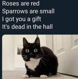 catpoem