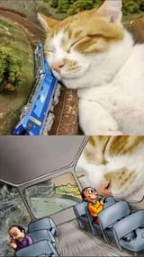 cat train