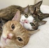 three cats