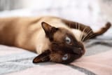 siamese-cats-4173491-hero-5a607df9e57b40a58c803a76859b6694