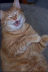 Harry The Laughing Cat