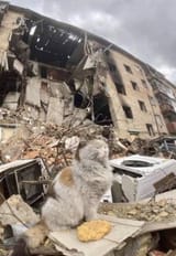 Ukrainian Cat
