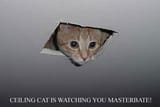ceiling_cat1