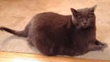 what-is-a-chonker-cat