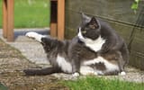 chonker
