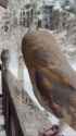 cat_owl_thumb.jpg