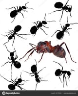 depositphotos_287785930-stock-illustration-ten-ants-isolated-on-white