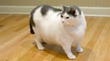 Ekranoplanocat