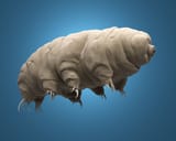 100119-tardigrade (1)