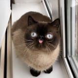 congrats-on-finally-making-it-to-hump-day-have-a-reward-35-photos-30-1