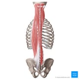 gyxZt86ah5Dh2cGeXpQ_Deep_back_muscles