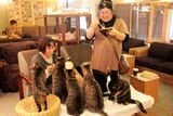 cat cafe