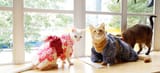 Kimono kitties