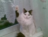 nadsikatze