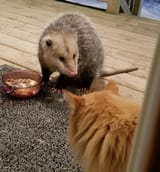 kitter curious