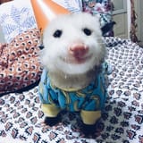 i am the jester
