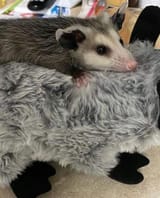 mi peluche