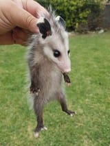 little dude plucked by the hand of fate