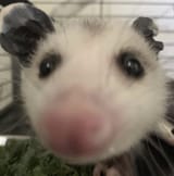 spooky peep