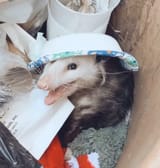 hatted scamp