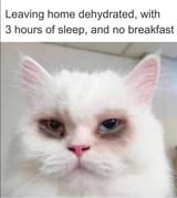 meme