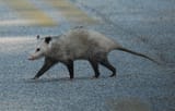 pavement possum