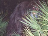 xl_1367b5-skunk-ape-featured-1241963315