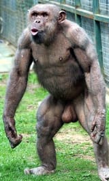 chimpanzee-jambo-twycross-zoo-440nw-423782d